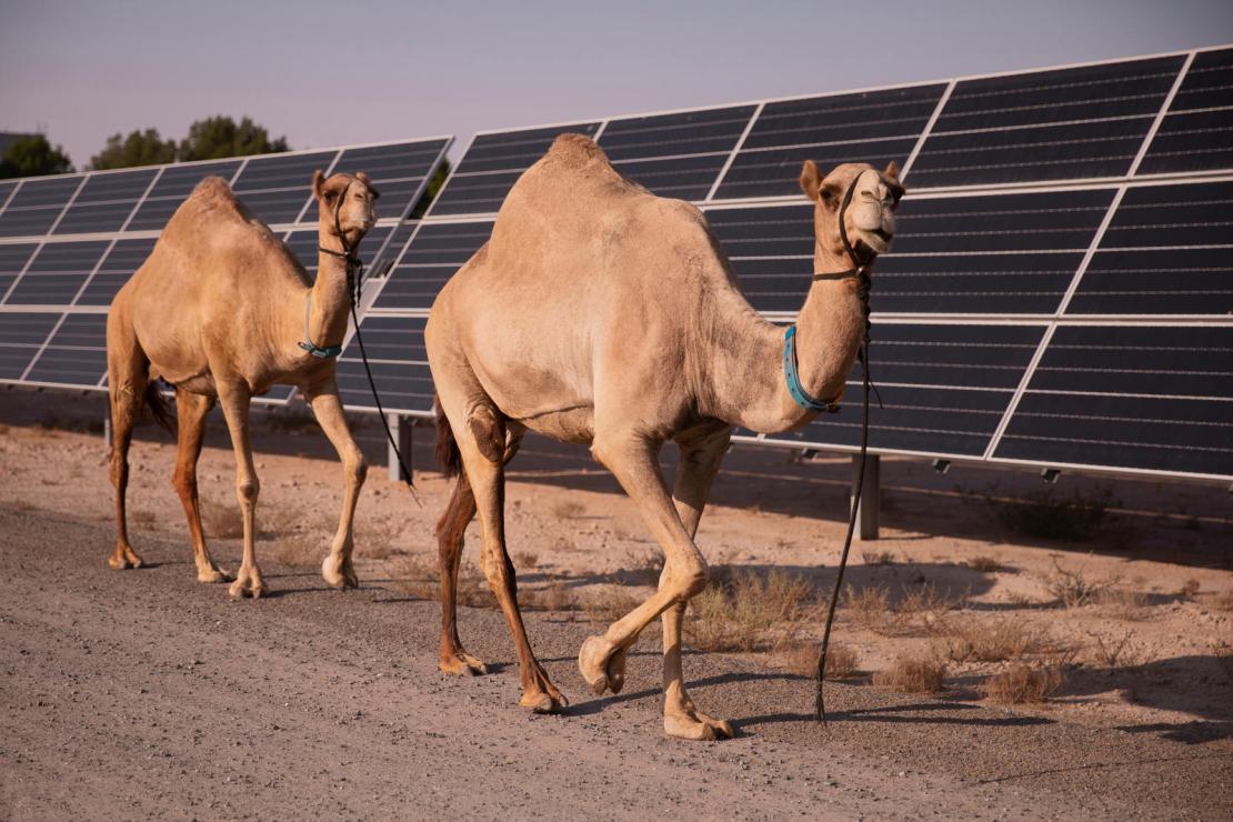 Camelicious, la première ferme de production de lait de chamelles solarisée